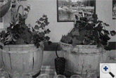 Damigiane di buon vino